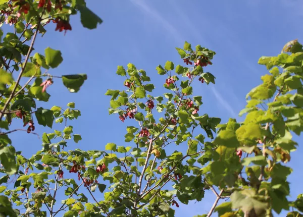 Cyprus Maple (Acer obtusifolium Sm.)