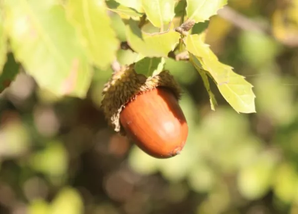 Kermes Oak (Quercus coccifera L.)