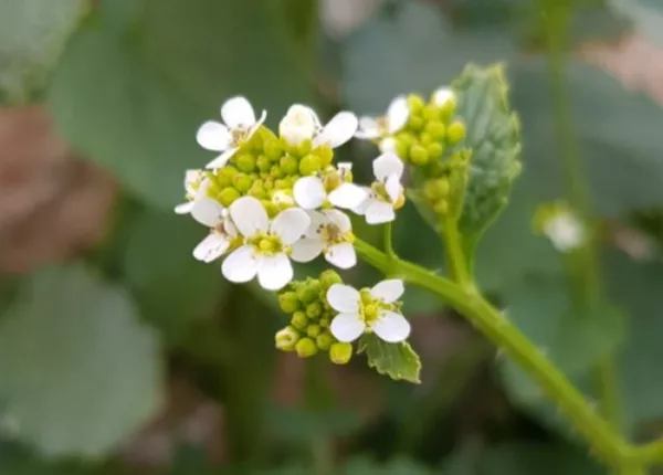 Abyssinian Mustard (Crambe hispanica L.)