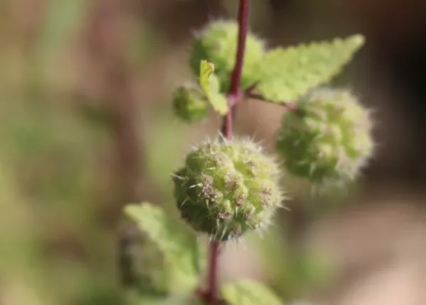 Roman Nettle (Urtica pilulifera L.)