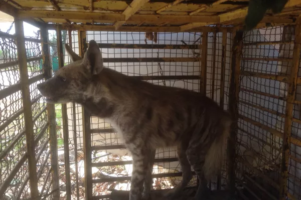 Striped Hyena, Bella gallery