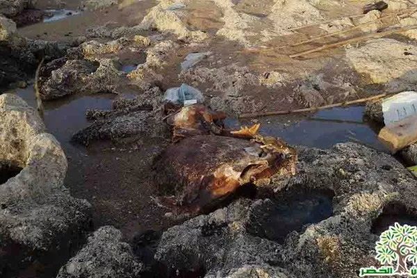 Adloun Coastal Reserve Proposal gallery