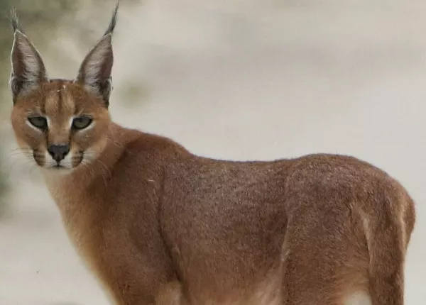 Caracal (Caracal caracal)