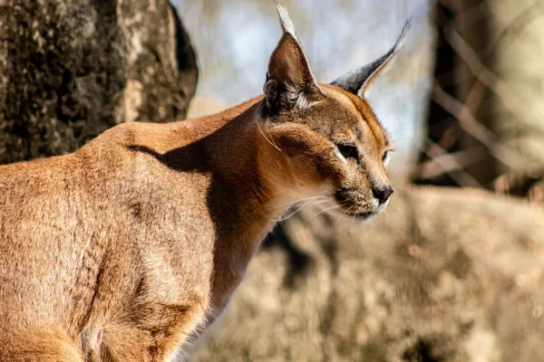 Caracal (Caracal caracal) gallery