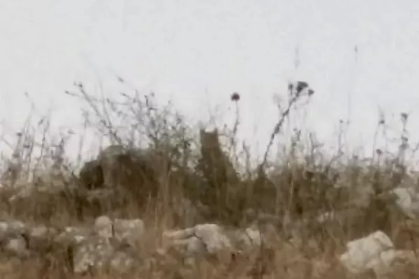 A Wild Cat was observed in the South gallery