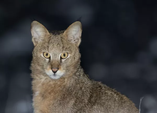 Swamp Cat (Felis chaus)