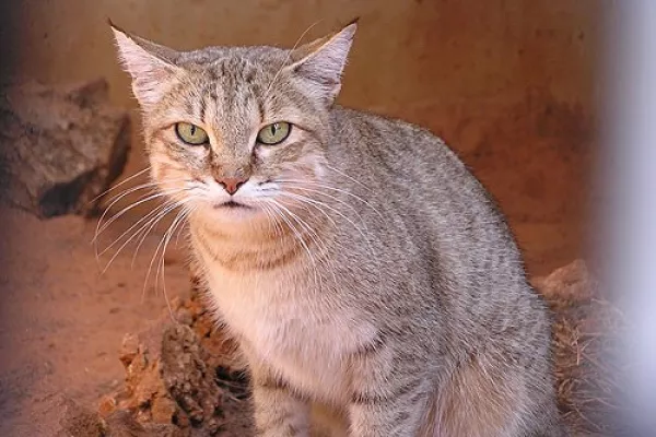 Wild Cat (Felis silvestris tristrami) gallery