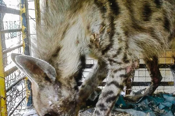 Striped Hyena, Bella gallery