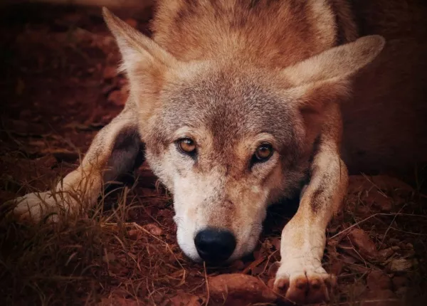Indian Wolf (Canis lupus pallipes)