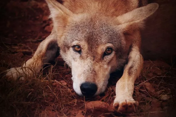 Indian Wolf (Canis lupus pallipes) gallery