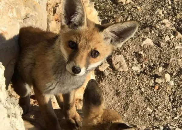 The Red Fox (Vulpes vulpes)