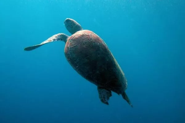 Official Approval gallery