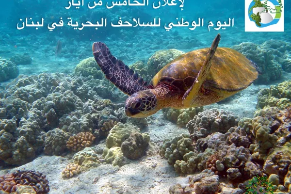 Proposal for National Sea Turtle Day gallery