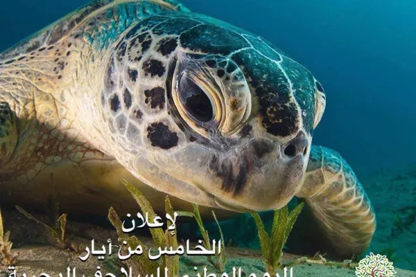 Proposal for National Sea Turtle Day gallery