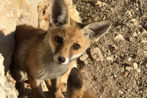 Families in a southern village care for fox dens gallery