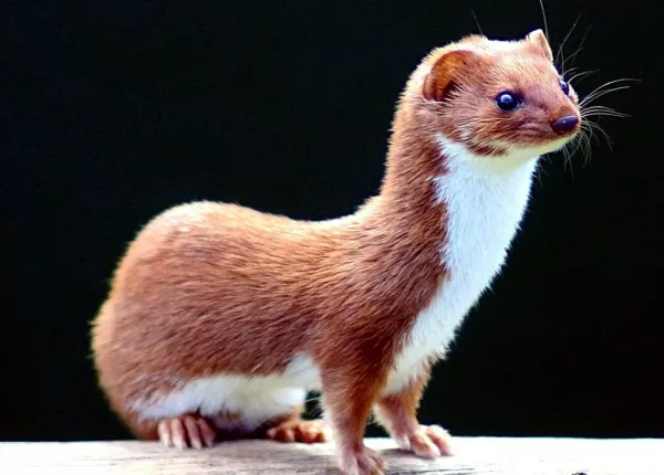 Least Weasel (Mustela nivalis)