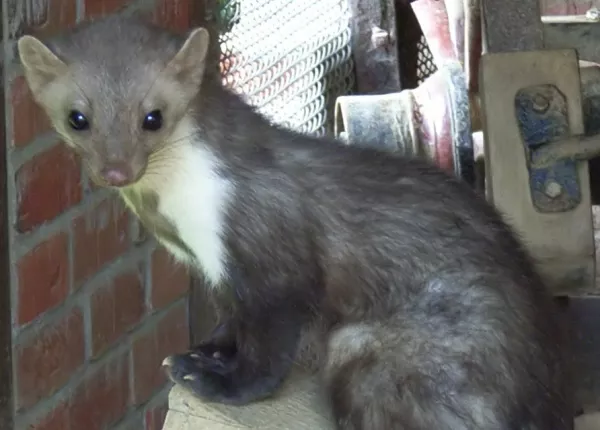 Beech Marten (Martes foina)