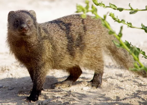 Egyptian Mongoose (Herpestes ichneumon)