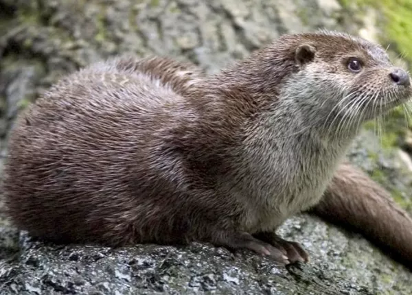 European Otter (Lutra lutra)