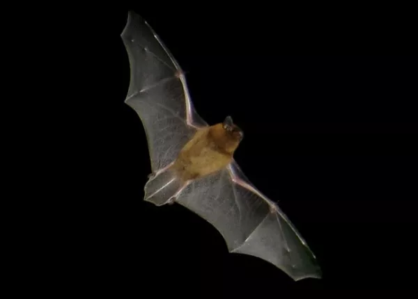 Common Pipistrelle (Pipistrellus pipistrellus)