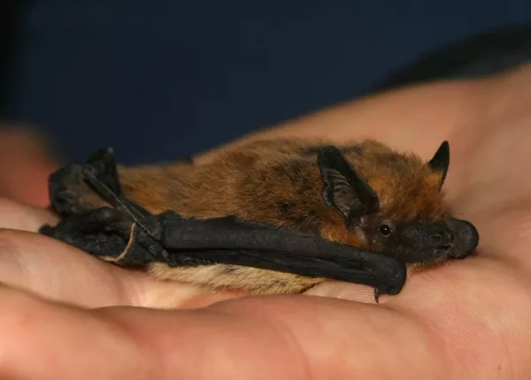 Kuhl’s Pipistrelle (Pipistrellus kuhlii)