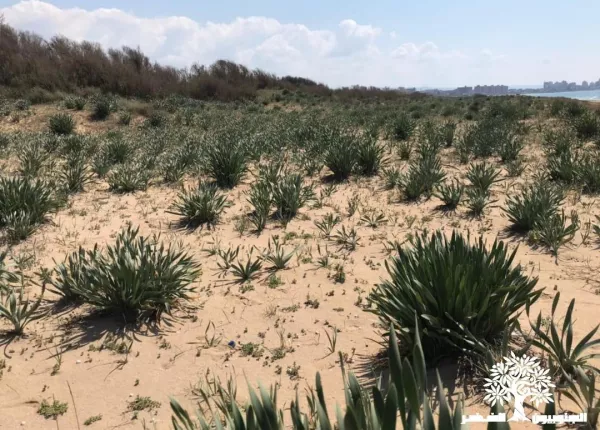 Mapping Ecocide in Lebanon