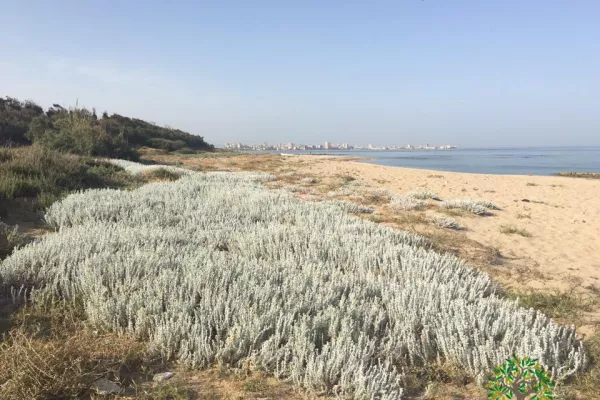Abbassieh Beach (Baqbouq) Reserve Proposal gallery