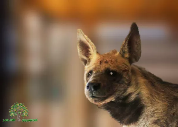 Judicial Precedent in the Case of Bella, the Striped Hyena