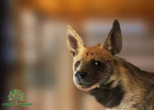 Judicial Precedent in the Case of Bella, the Striped Hyena