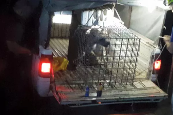 Judicial Precedent in the Case of Bella, the Striped Hyena gallery