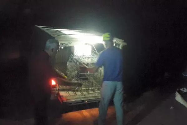 Judicial Precedent in the Case of Bella, the Striped Hyena gallery