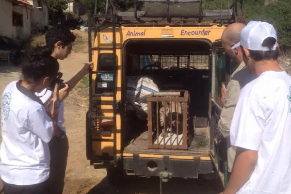 Judicial Precedent in the Case of Bella, the Striped Hyena gallery