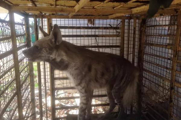 Judicial Precedent in the Case of Bella, the Striped Hyena gallery
