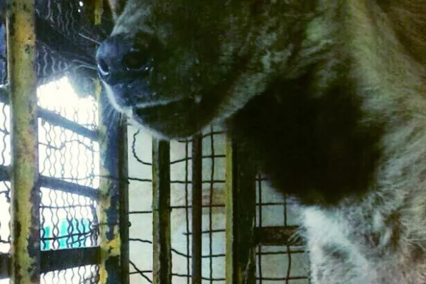 Judicial Precedent in the Case of Bella, the Striped Hyena gallery