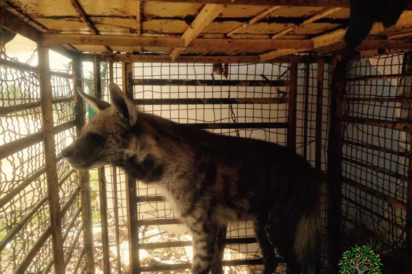 Judicial Precedent in the Case of Bella, the Striped Hyena gallery
