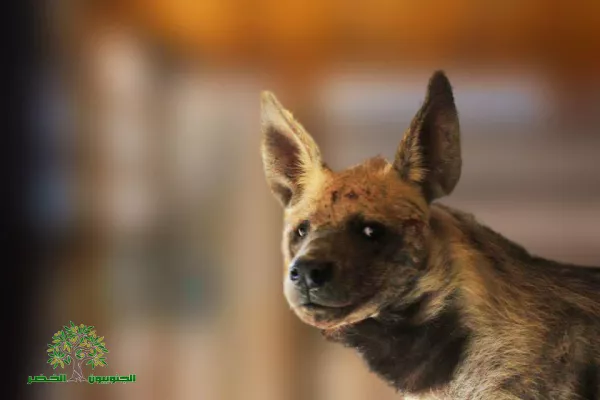 Judicial Precedent in the Case of Bella, the Striped Hyena gallery