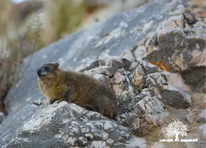 Colonies of the rock hyraceum (hyrax).