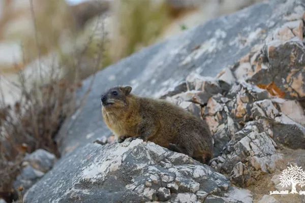 Colonies of the rock hyraceum (hyrax). gallery