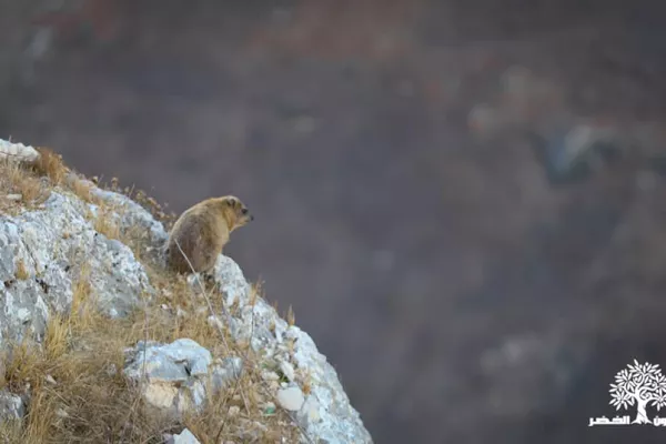 Colonies of the rock hyraceum (hyrax). gallery