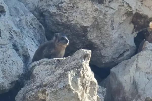 Colonies of the rock hyraceum (hyrax). gallery