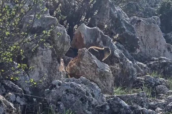Colonies of the rock hyraceum (hyrax). gallery