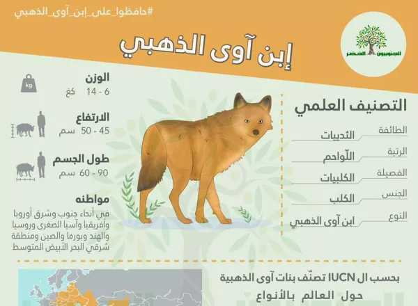 Golden Jackal (Canis aureus) Infographic