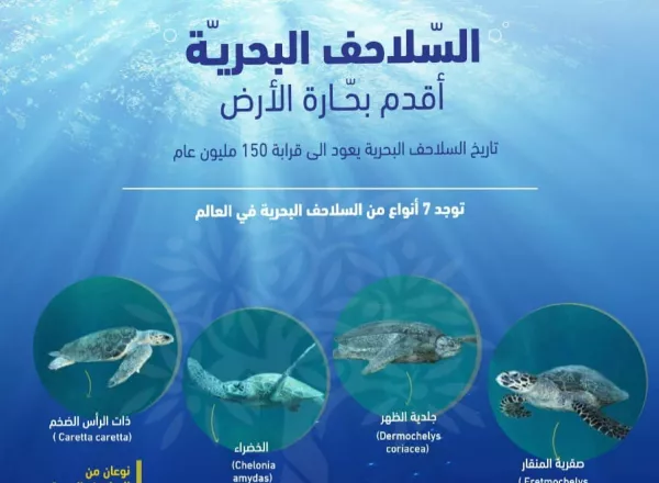 Sea Turtle Species
