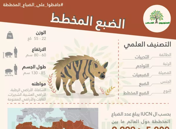 Striped Hyena Infographic