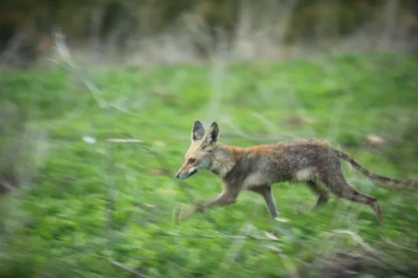 Release of Four Red Foxes into the Wild gallery