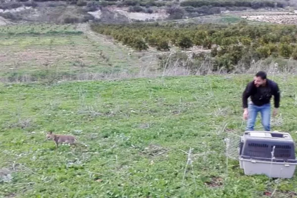 Release of Four Red Foxes into the Wild gallery