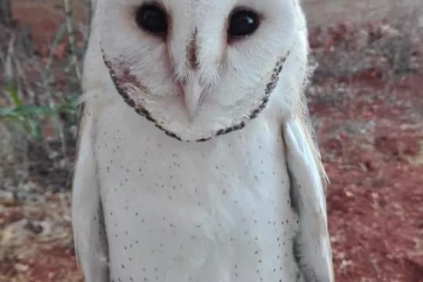 Soren, Guardian of Yahmar Fields gallery