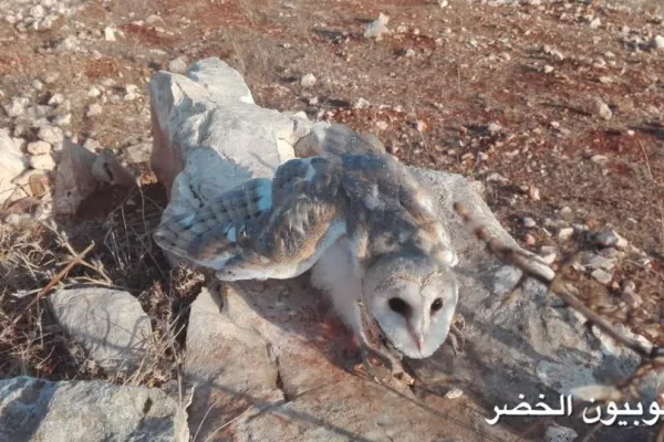 Soren, Guardian of Yahmar Fields gallery